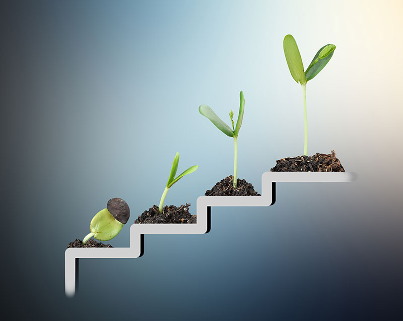 Steps going up and each step containing the next stage of life for a plant with the bottom step starting with the first stage